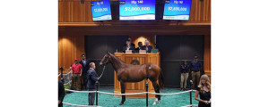Image showing Four Star Sales Hip 140 2.8 Million Dollar Yearling.
