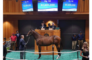 Image showing Four Star Sales Hip 140 2.8 Million Dollar Yearling.